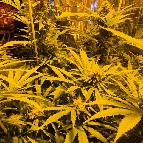 Banana Kush Cake 2025 growlog timeline photo