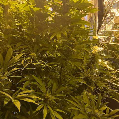 Banana Kush Cake 2025 growlog timeline photo