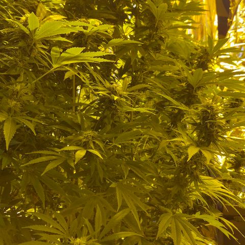Banana Kush Cake 2025 growlog timeline photo