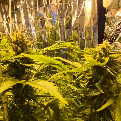 Banana Kush Cake 2025 growlog timeline photo
