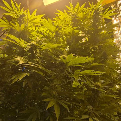 Banana Kush Cake 2025 growlog timeline photo