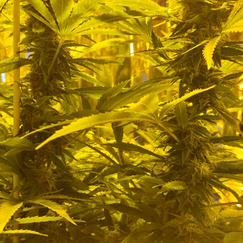 Banana Kush Cake 2025 growlog timeline photo
