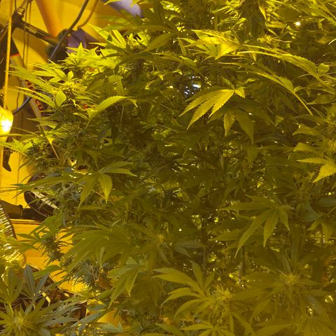 Banana Kush Cake 2025 growlog timeline photo