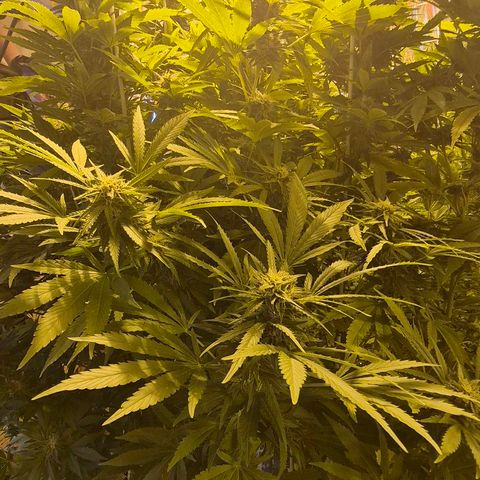 Banana Kush Cake 2025 growlog timeline photo