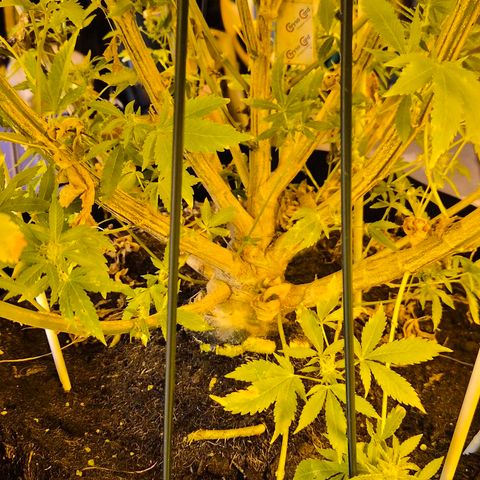 Banana Kush Cake 2025 growlog timeline photo