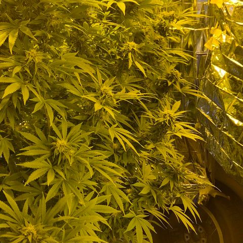 Banana Kush Cake 2025 growlog photo: Kurz vor der Ernte