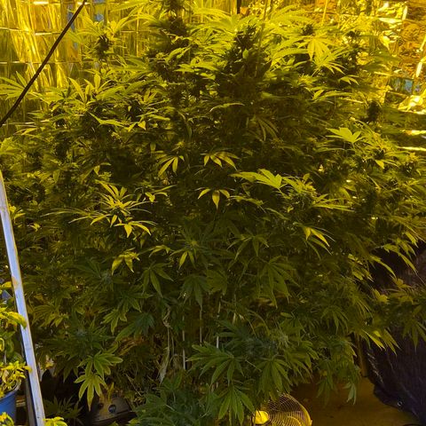Banana Kush Cake 2025 growlog photo: Kurz vor der Ernte