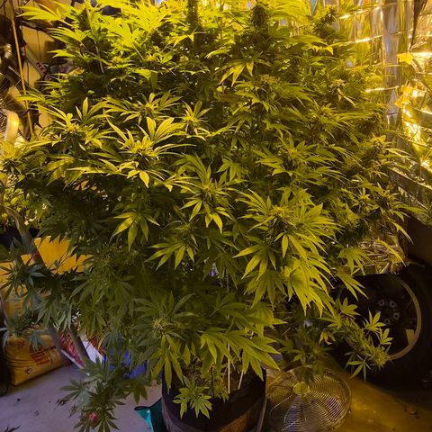 Banana Kush Cake 2025 growlog photo: Kurz vor der Ernte
