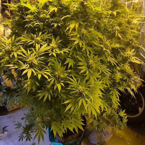 Banana Kush Cake 2025 growlog photo: Kurz vor der Ernte