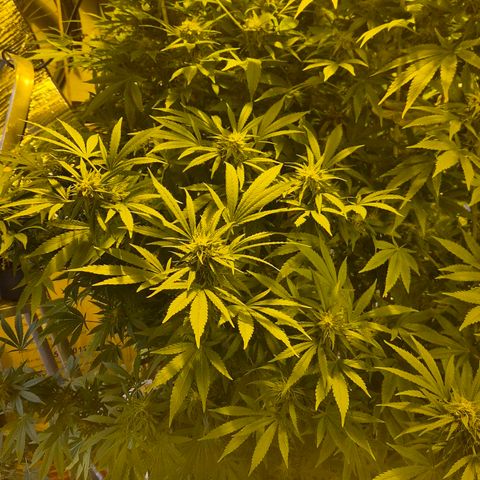 Banana Kush Cake 2025 growlog photo: Kurz vor der Ernte