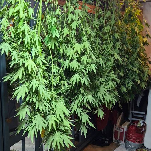 Banana Kush Cake 2025 growlog photo: Ernte eingebracht 