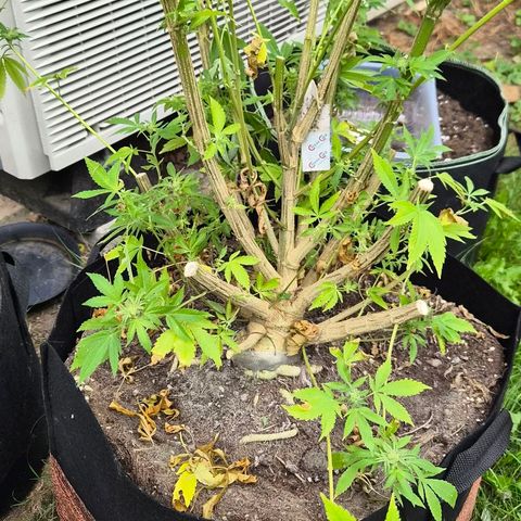 Banana Kush Cake 2025 growlog timeline photo