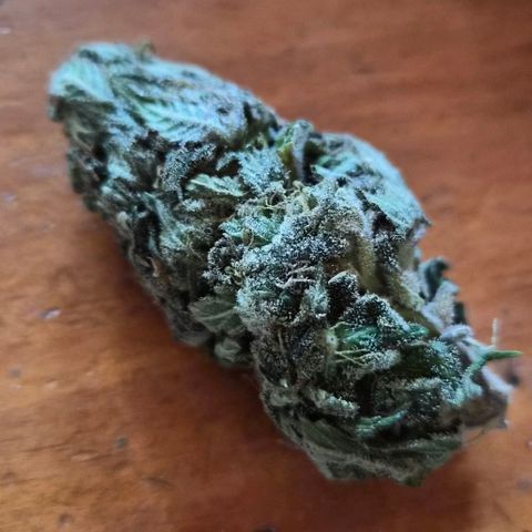Banana Kush Cake 2025 growlog photo: 2 Tage alter Hauptbud, aus dem "Schimmel"-Netz
