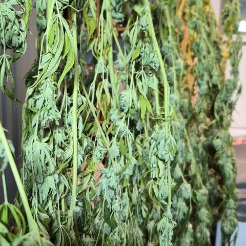 Banana Kush Cake 2025 growlog timeline photo