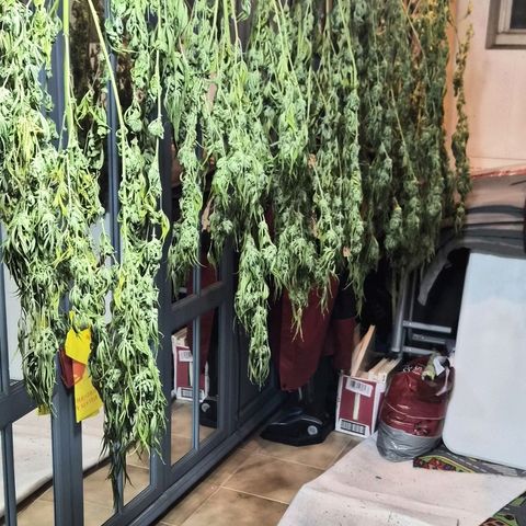 Banana Kush Cake 2025 growlog timeline photo