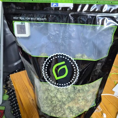 Banana Kush Cake 2025 growlog timeline photo