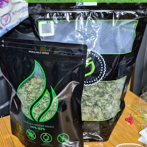 Banana Kush Cake 2025 growlog photo: Fertig!