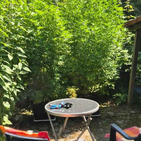 Banana Kush Cake 2025 growlog timeline photo
