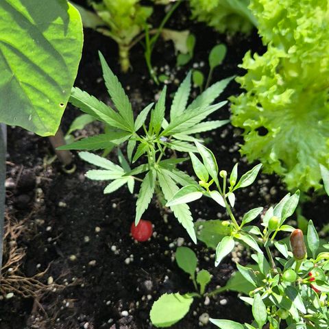 Banana Kush Cake 2025 growlog timeline photo