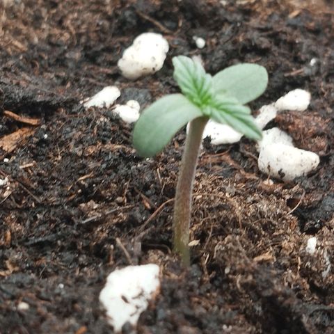 Big bud auto 2 growlog timeline photo