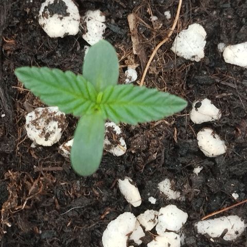 Big bud auto 2 growlog timeline photo