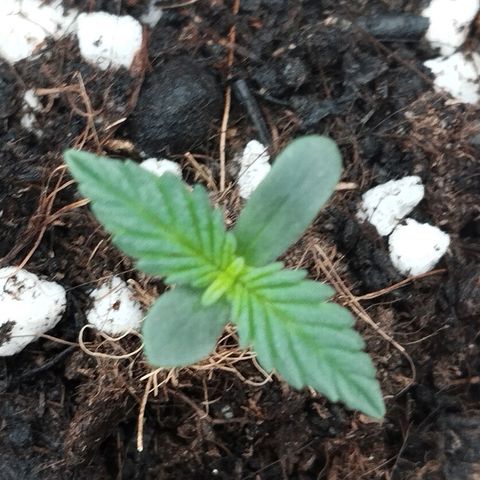 Big bud auto 2 growlog timeline photo