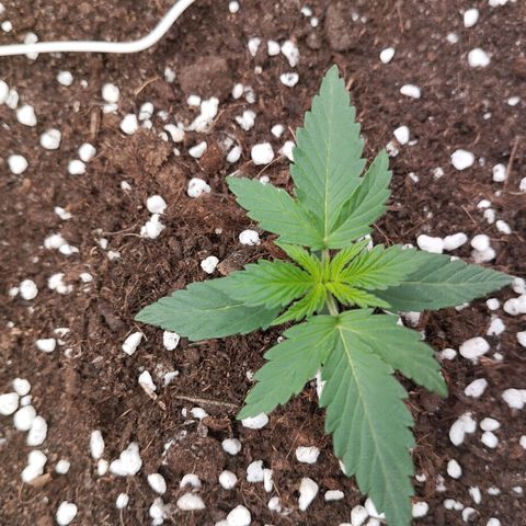 Big bud auto 2 growlog timeline photo