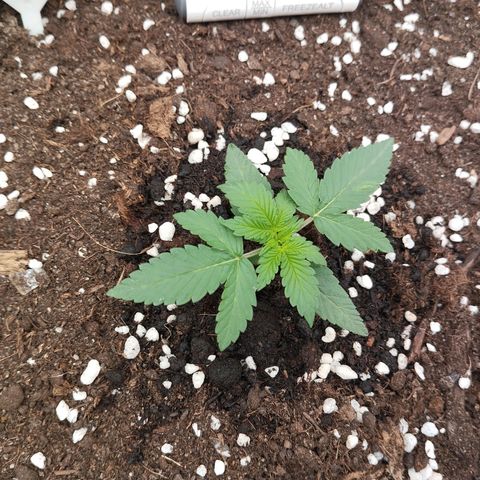 Big bud auto 2 growlog timeline photo