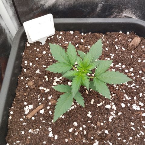 Big Bud Auto 1 growlog timeline photo