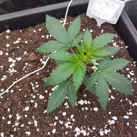 Big bud auto 2 growlog timeline photo