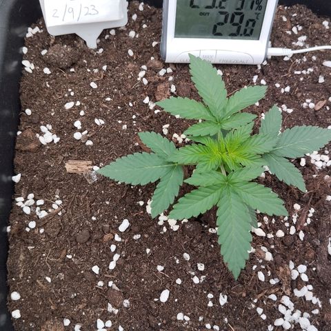 Big Bud Auto 3 growlog timeline photo