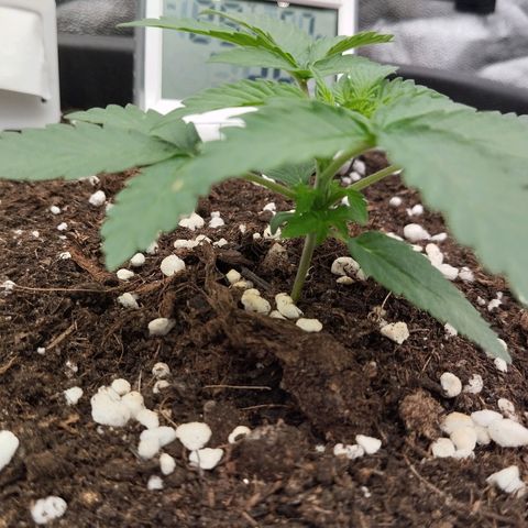Big Bud Auto 3 growlog timeline photo