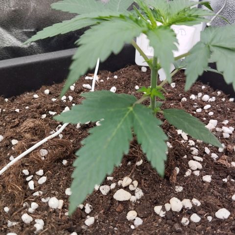 Big bud auto 2 growlog timeline photo