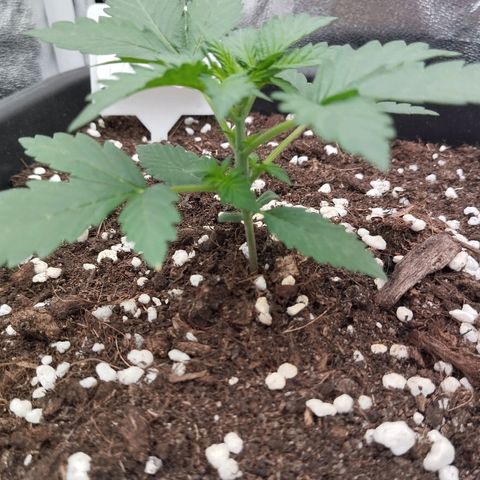 Big Bud Auto 1 growlog timeline photo