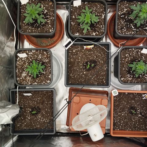 Big Bud Auto 1 growlog timeline photo