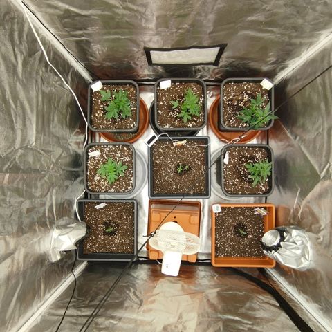 Big Bud Auto 1 growlog timeline photo