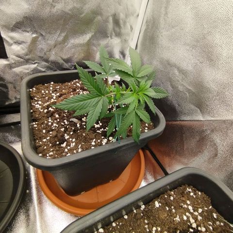 Big Bud Auto 1 growlog timeline photo