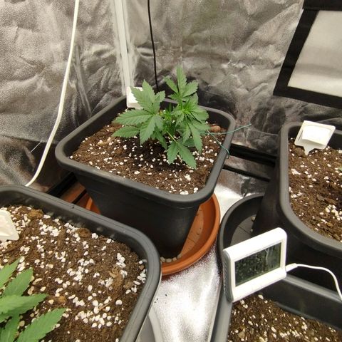 Big bud auto 2 growlog timeline photo