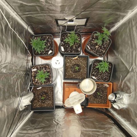 Big Bud Auto 1 growlog timeline photo