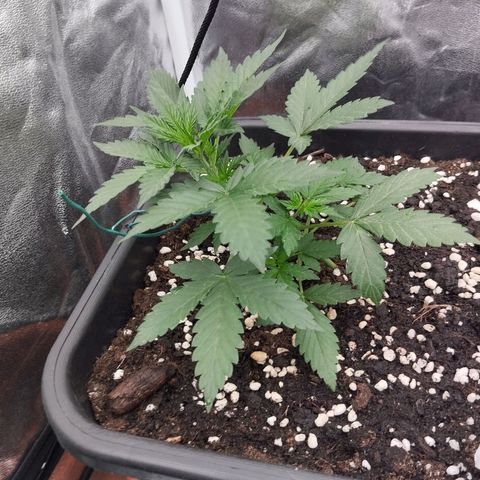 Big Bud Auto 1 growlog timeline photo