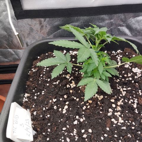 Big Bud Auto 3 growlog timeline photo
