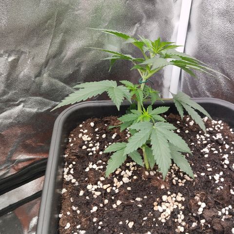 Big bud auto 2 growlog timeline photo