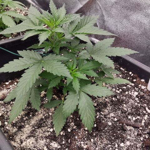 Big Bud Auto 1 growlog timeline photo