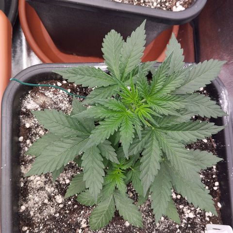 Big Bud Auto 1 growlog timeline photo
