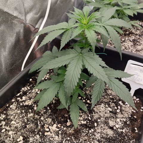 Big bud auto 2 growlog timeline photo