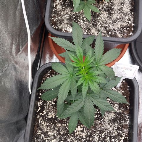 Big bud auto 2 growlog timeline photo