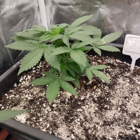 Big Bud Auto 3 growlog timeline photo