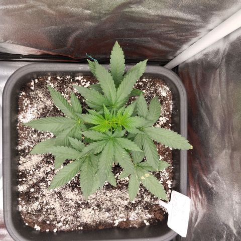 Big Bud Auto 3 growlog timeline photo