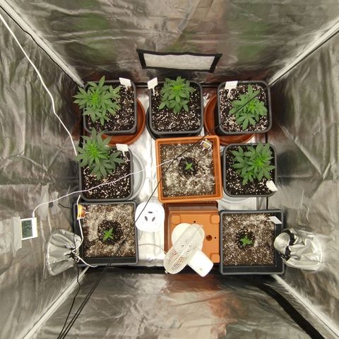 Big Bud Auto 1 growlog timeline photo