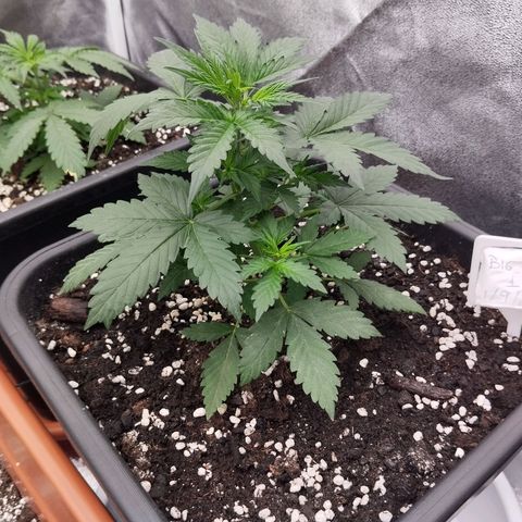 Big Bud Auto 1 growlog timeline photo